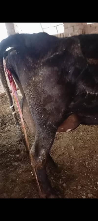 2nd timer jersey cross