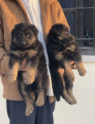GERMAN SHEPHERD MALE & FEMALE  PUPPY AVAILABLE FOR SALE