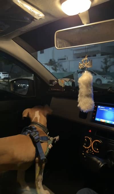 Pitbull 4 Months Puppy