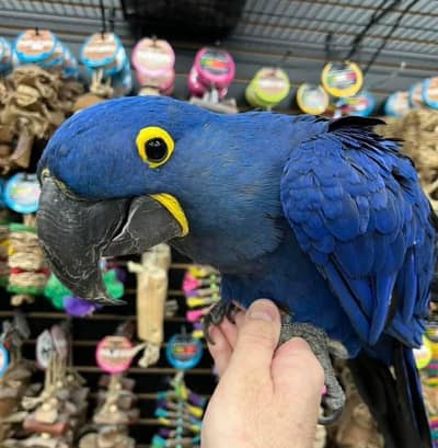 HYACINTH MACAW