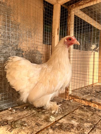 White&black bantam fertile egg for sale