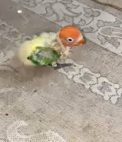 Love birds hand tame babies