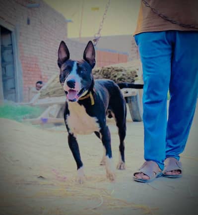 High Quality Gultair  For Sale