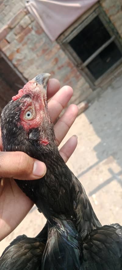 murgiya  for sale  argently