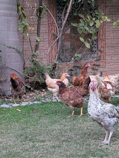 Golden misri starter murgian |Desi |home raised |03409062402