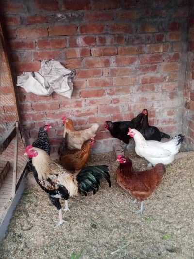 Desi murgiyn egg laying