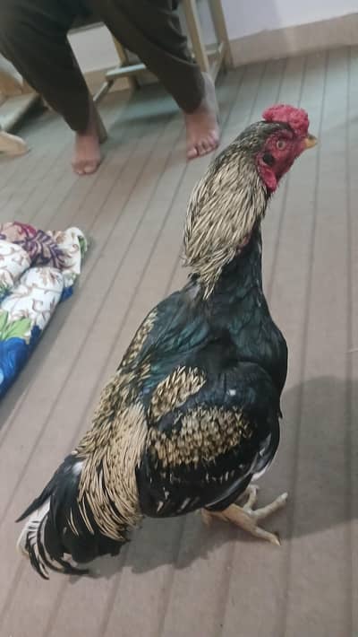 Mianwali (Java) Aseel for Sale