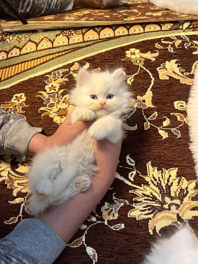 Persian cat triple coated