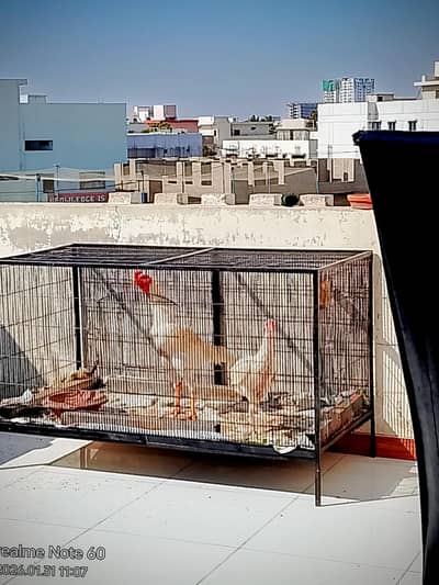 king size white o shamo & eggs available