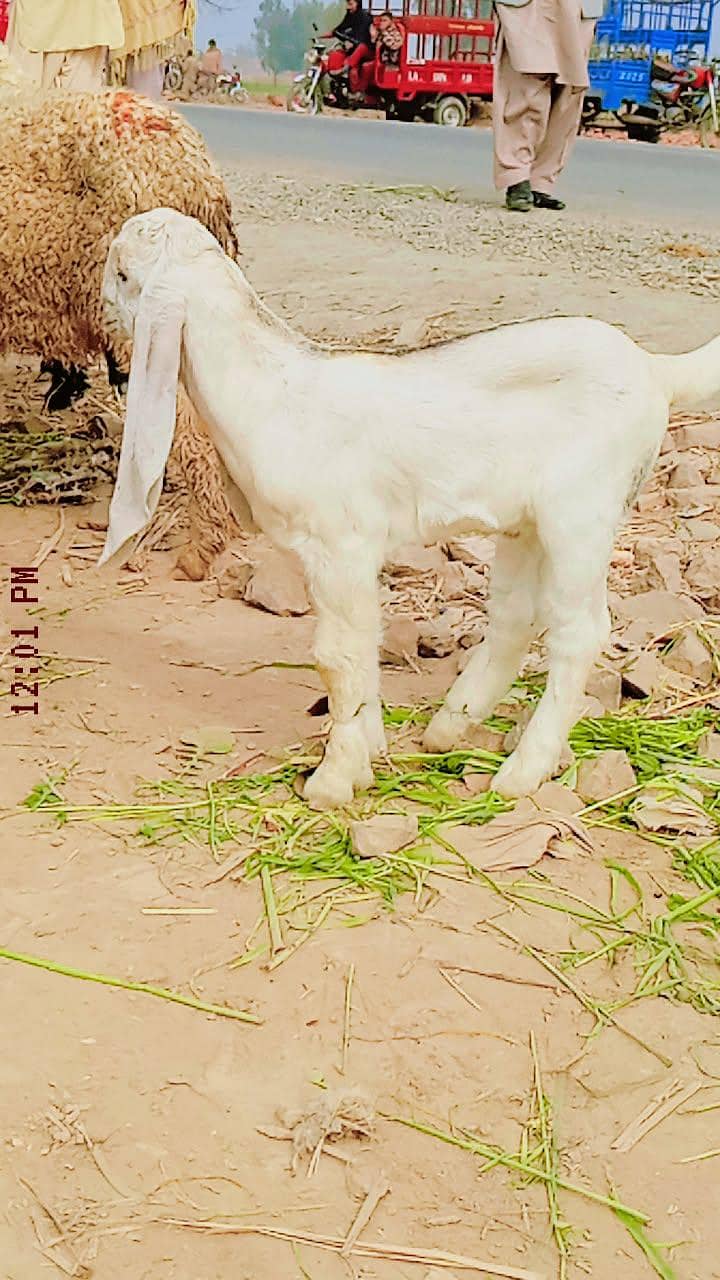 پیور پتل نسل کے جانوار خریدنے کے لیے ہمارے اس نمبر پر رابطہ کریں 0