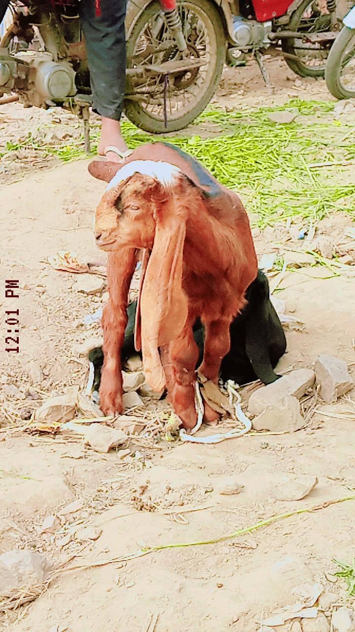 پیور پتل نسل کے جانوار خریدنے کے لیے ہمارے اس نمبر پر رابطہ کریں 2