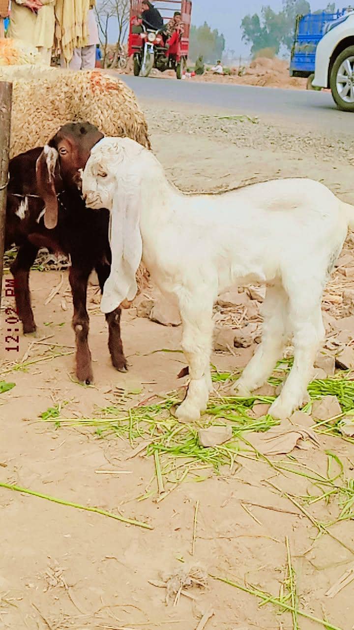 پیور پتل نسل کے جانوار خریدنے کے لیے ہمارے اس نمبر پر رابطہ کریں 3