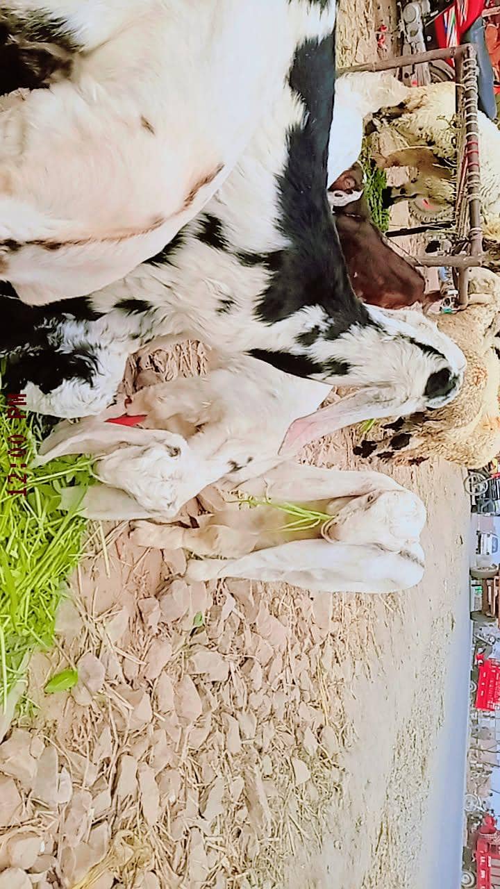 پیور پتل نسل کے جانوار خریدنے کے لیے ہمارے اس نمبر پر رابطہ کریں 4