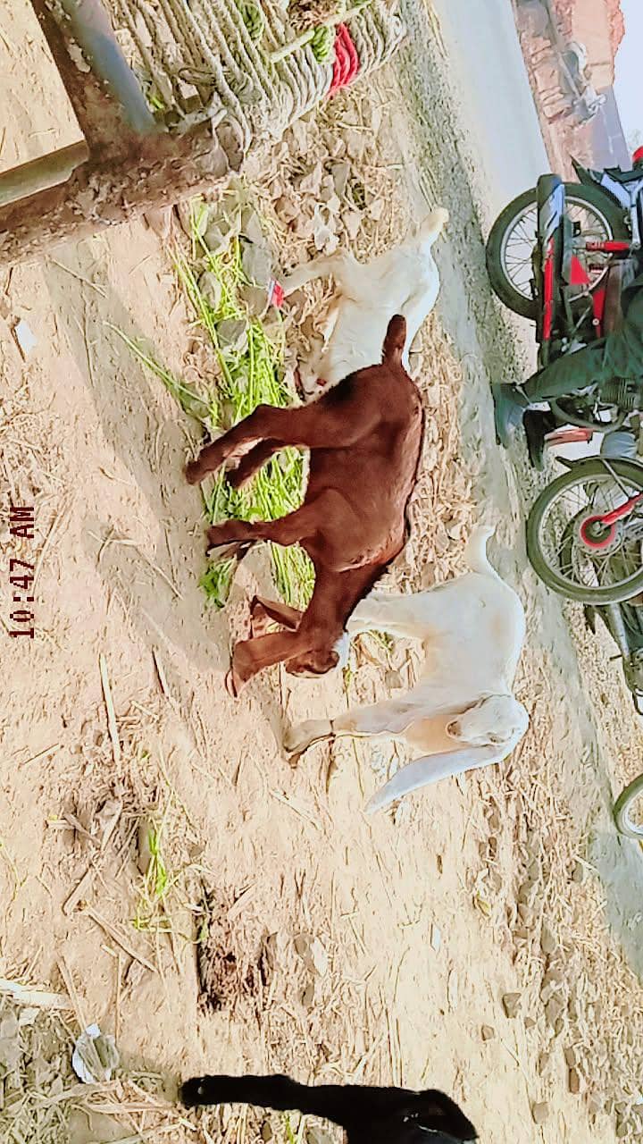 پیور پتل نسل کے جانوار خریدنے کے لیے ہمارے اس نمبر پر رابطہ کریں 5