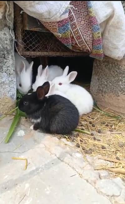 Rabbits kay bachy hai Male and Female Red Eyes ma Sweet cute looking