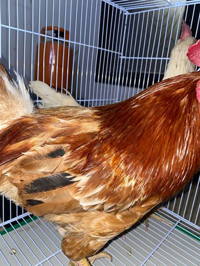 Hens pair for sale