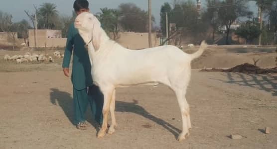 gulabi Bakra for Sale Call 03405796364