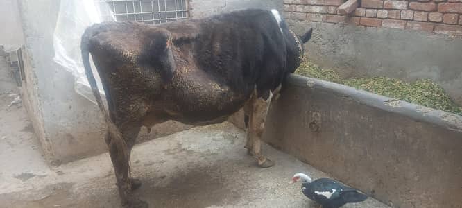 Cow for sale 03006109886