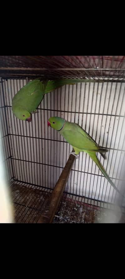 breeder pair ha  nill taill flying all okay ha cage price 13000