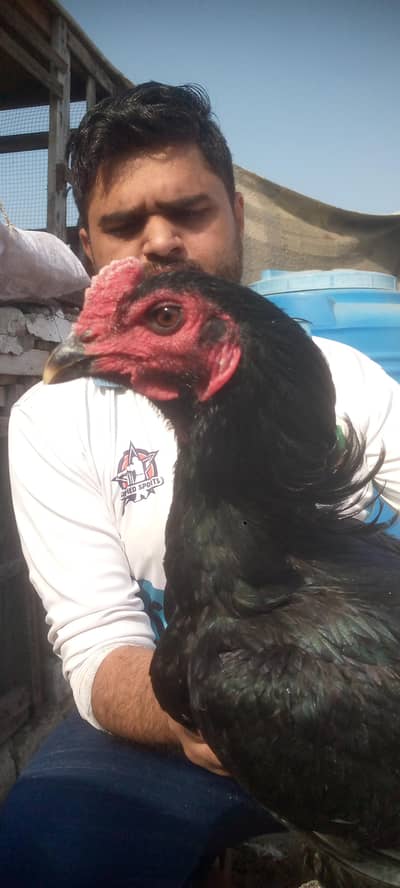 Thai pkoya male dragon female