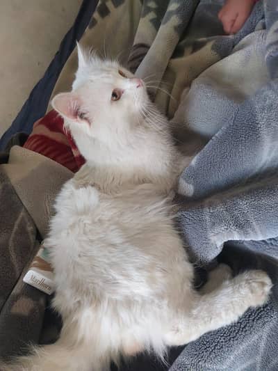 beautiful Persian cat for sale