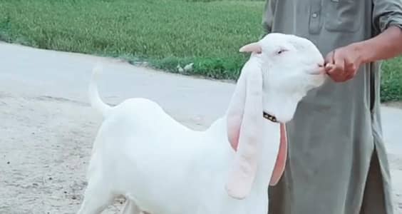 desi Bakra for sale WhatsApp/03274970754)