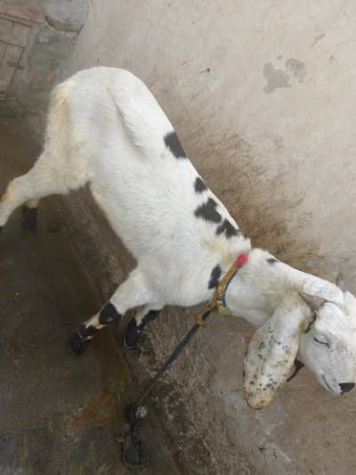 bakri