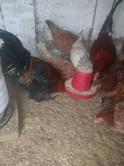 دیسی مرغیاں برائے فروخت