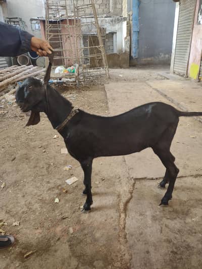 amritsari beetal naagri betal home breed