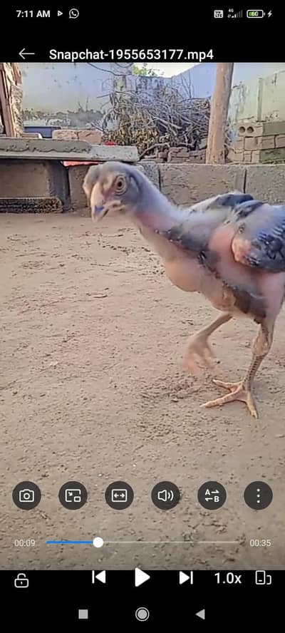 ASEEL chicks eggs  and feed