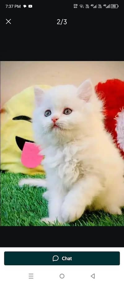 Persian female kitten for sale My WhatsApp number 03 20 24 100 47