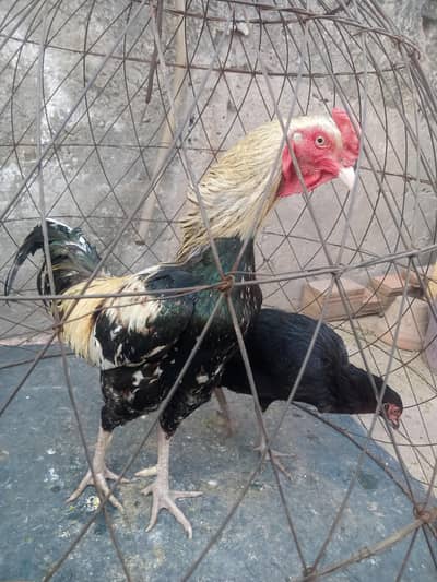 Murga 2 sal ka madi 11 mah ki