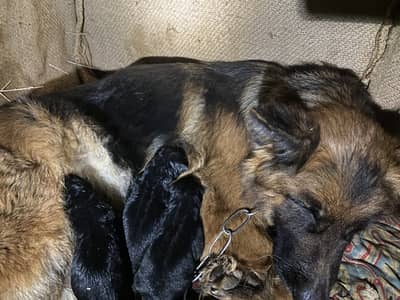 High quality gsd puppy 1 male 2 female