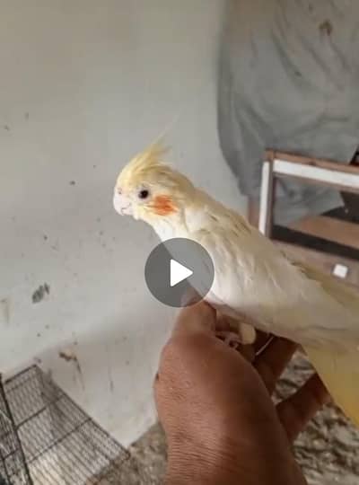 Cocktail Breaker Pair