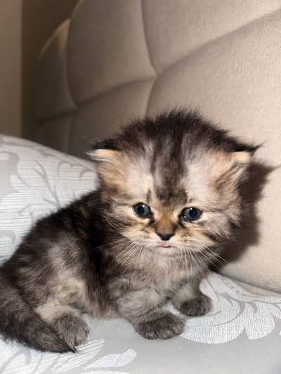 Persian cat available anyone interested. . than contect me