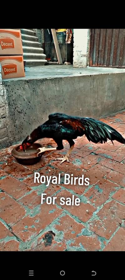 Royal Birds