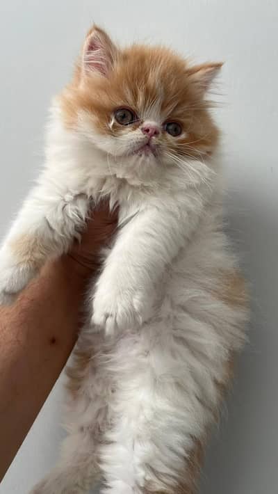 Peki CFA blood line/ persian / Triple coate / Peki face /Kitten