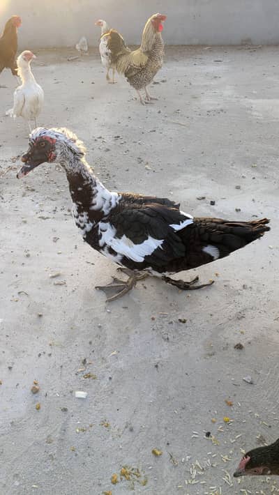 American Muscovy duck