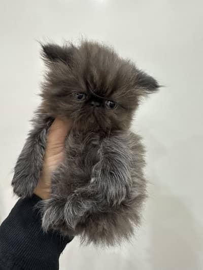 Persian full long coat kittens