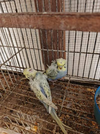 Budgie Hogoromo/ Hogoromo/ budgie lower/ rainbow hogoromo/ budgies