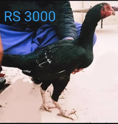 Pure aseel Mianwali murga and 1 breeder  female