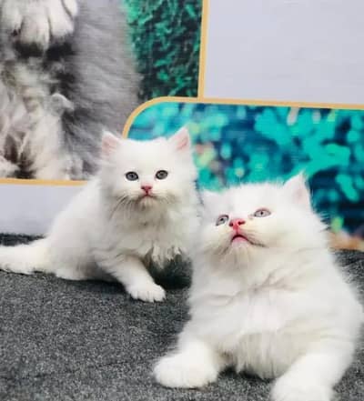 Persian female kitten for sale My WhatsApp number 03 20 24 100 47