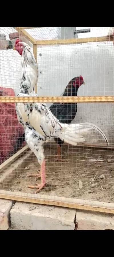 Full long Height Pakistani Gadi Aseel Chicks Shamo cros & Lasani Chick