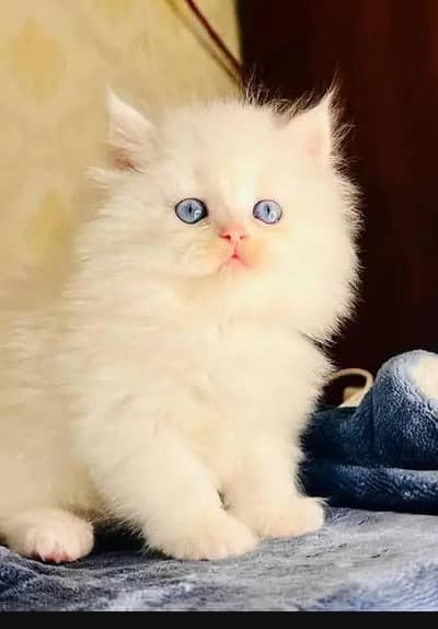 Persian female kitten for sale My WhatsApp number 03 20 24 100 47
