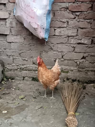 pure desi ghr ke murgiya