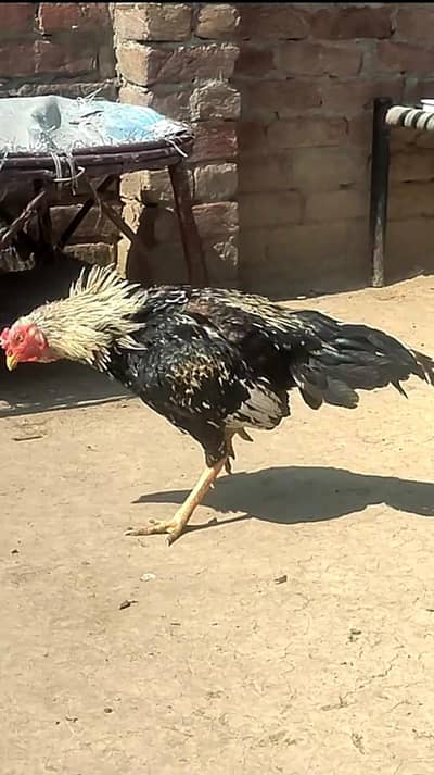 Aseel Murga for sale