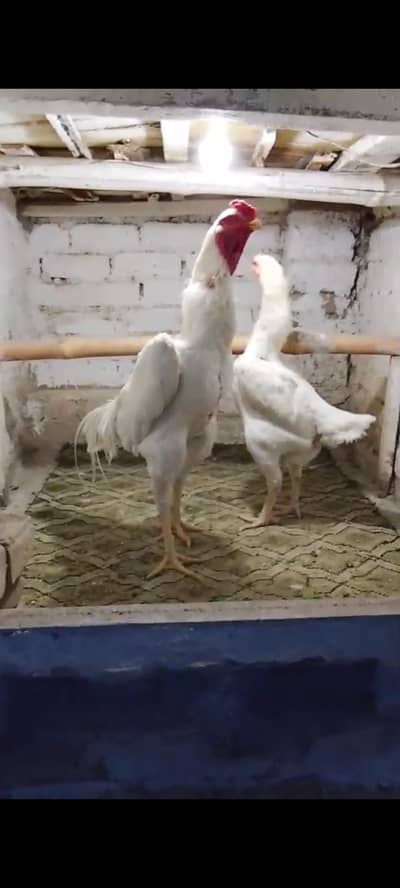 O shamoo breeder pair