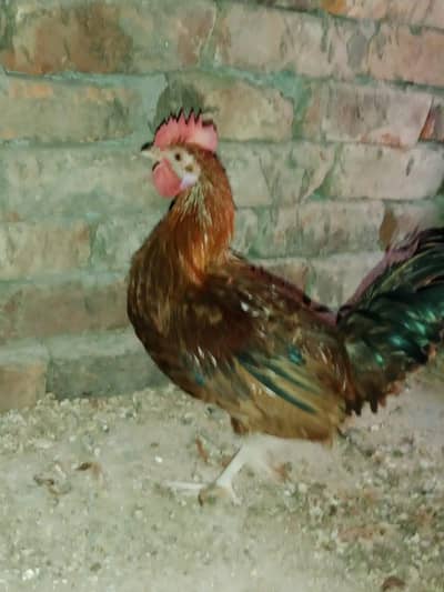 Desi Murga (6 Month Old) – Weight 1.8 KG Se Zyada