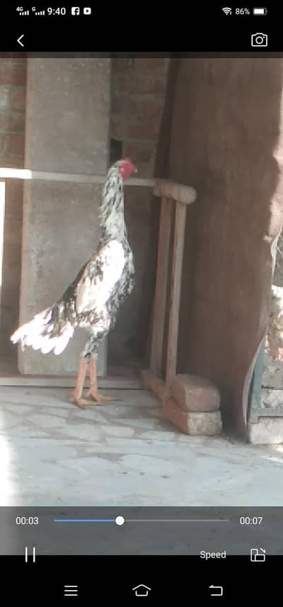 shamo pair urgent sale 03139236634