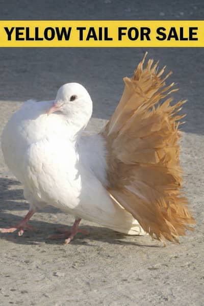 Very VIP Birds for sale